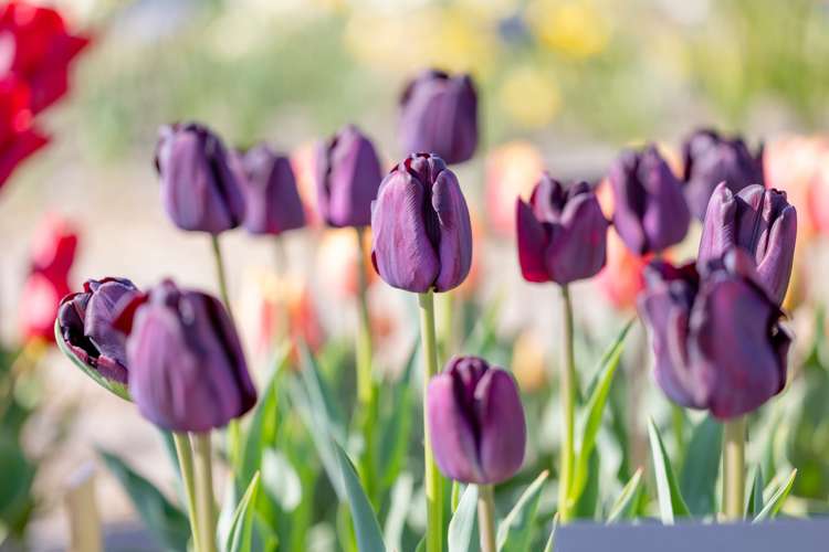 Tulpe 'Paul Scherer'